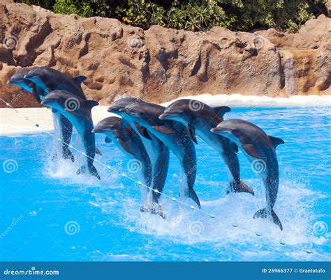 Eight Dolphins Jumping Royalty Free Stock Photography - Image: 26966377