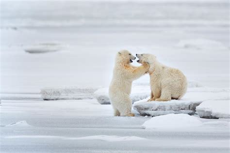 Polar bear cubs - AlaskaPhotoGraphics