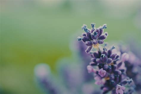 Lavender Flower Field · Free Stock Photo