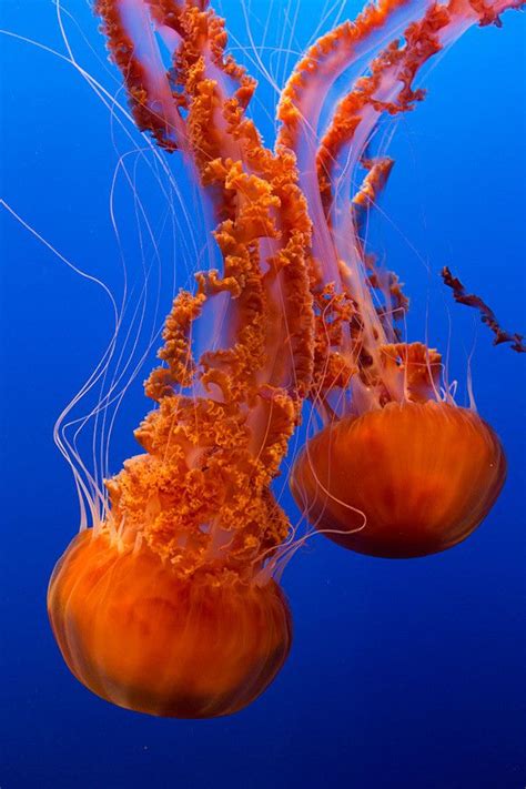 Sea Nettles, Monterey bay Aquarium | Monterey bay aquarium, Monterey ...