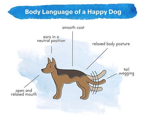 How to Read Dog Body Language: Common Gestures and Expressions - Barkbus Ruff Draft