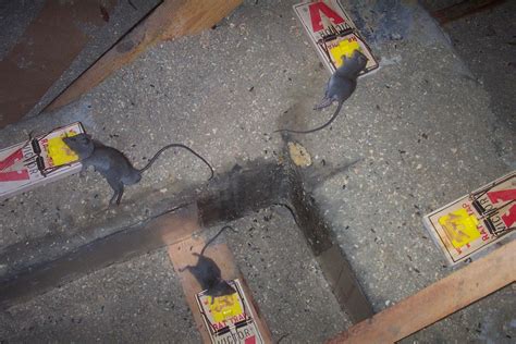 How to Find and Remove a Dead Rat from Walls or Ceilings – Rat Poison Facts