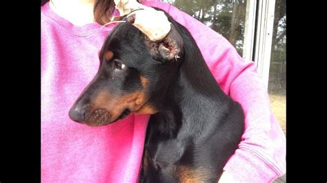 My Dog - Doberman Puppy ears crop after 3 days - YouTube