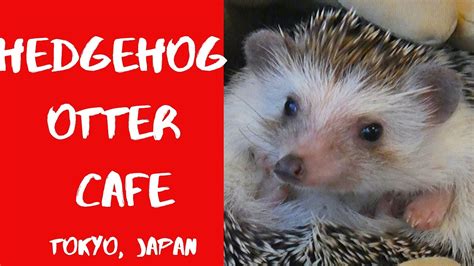 Hedgehog and Otter cafe, Tokyo, Japan - YouTube