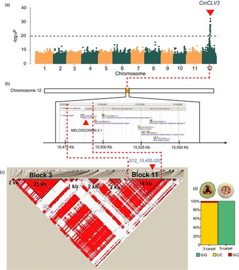 Clavata3 (CmCLV3) is the candidate gene underlying carpel number... | Download Scientific Diagram