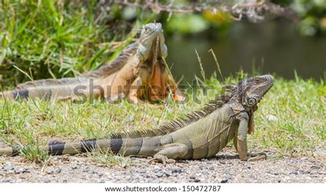 3,528 Iguana Natural Habitat Images, Stock Photos & Vectors | Shutterstock