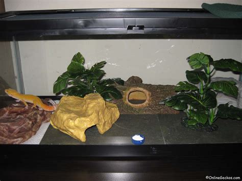 Basic Leopard Gecko Tank Setup - Leopard Geckos For Sale - Leopard Gecko Habitat - Leopard Gecko ...