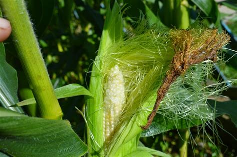 Growing and Harvesting Sweet-corn