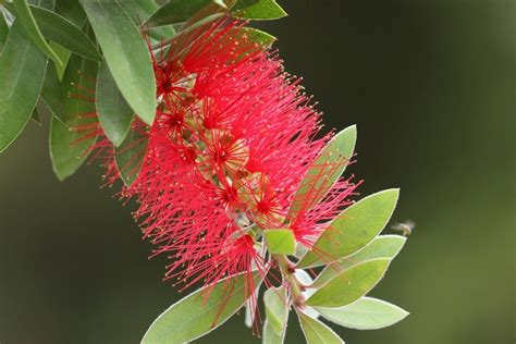 Why Is My Bottlebrush Not Flowering - How To Get Blooms On Bottlebrush ...