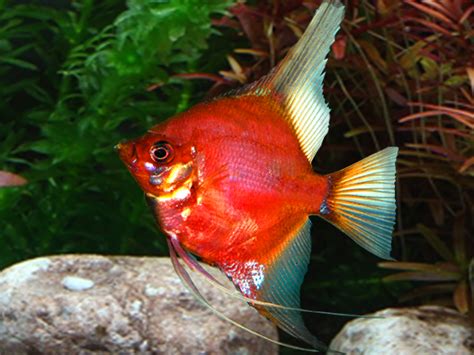 Cart – AquaSnack Tropical Aquarium, Tropical Fish, Planted Aquarium, Aquarium Fish, Angel Fish ...