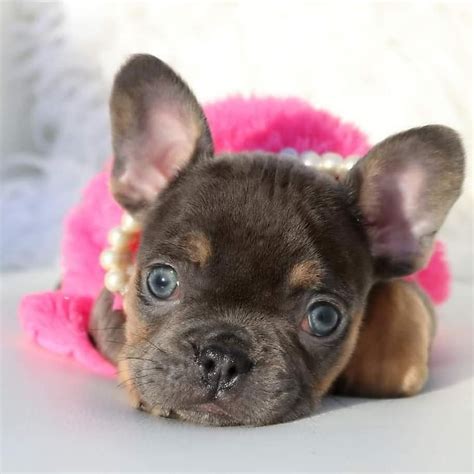 39 Best Pictures Fluffy Frenchie Puppies For Sale : Blue French Bulldog ...