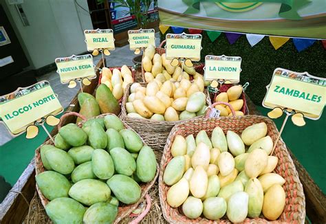 MANGO VARIETIES | Photos | Philippine News Agency