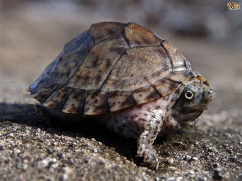 Razor back musk turtle for sale | razor back musk turtles for sale