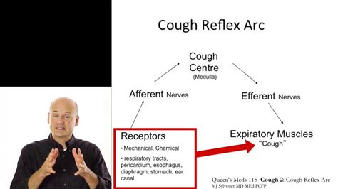 Cough 2: Cough reflex arc - YouTube