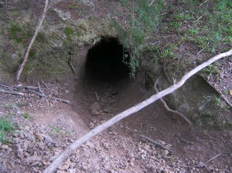 Wombat burrow renovations to a wombat burrow that hasn't seen activity ...