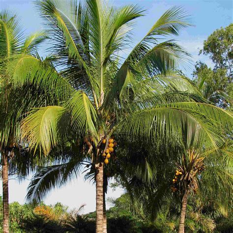 Coconut Palm (Cocos Nucifera) | Tooth Mountain Nursery