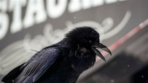 Man Shocked to Discover Crows Can Actually Speak and What It Could Mean ...