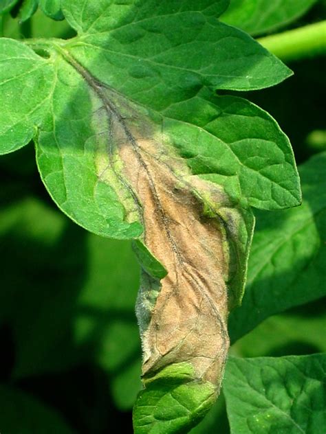 Late blight on tomatoes | Vegetable Pathology – Long Island ...