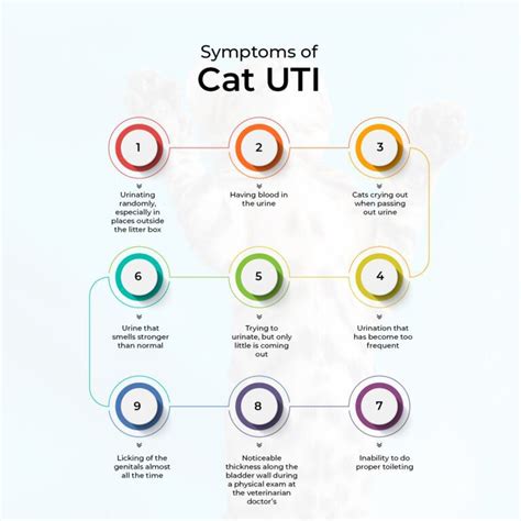 11 Natural Remedies for Cat UTI – The Hidden Cures