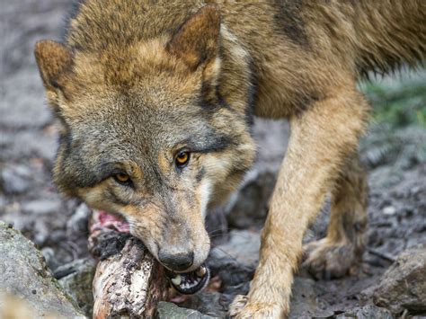 Do wolves eat vegetarian? - Rankiing Wiki : Facts, Films, Séries ...