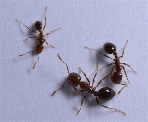 Island Pest Control | More on the Topic: Fire Ants to Hate – There Are ...