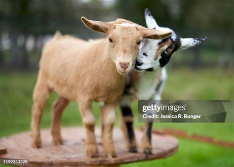 79,461 Goat Stock Photos, High-Res Pictures, and Images - Getty Images