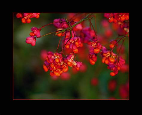 1920x1080 wallpaper | Bloom, Blossom, Fortunei, Spindle, flower, growth | Peakpx