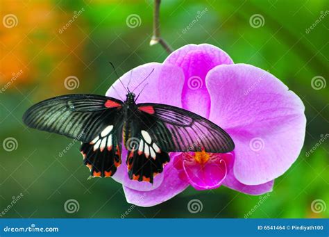 Butterfly On Orchid Stock Images - Image: 6541464