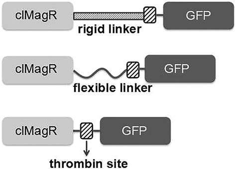 The design patterns of fusion protein. | Download Scientific Diagram