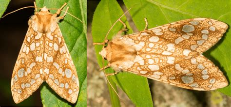 26 Common MOTHS in Tennessee (2023) - Bird Watching HQ