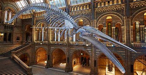 The World's Largest Animal Skeleton-Blue Whale Skeleton | My Dinosaurs