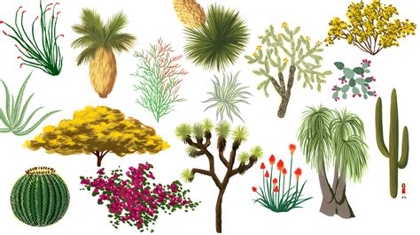 California desert plants: An illustrated guide - Curbed LA