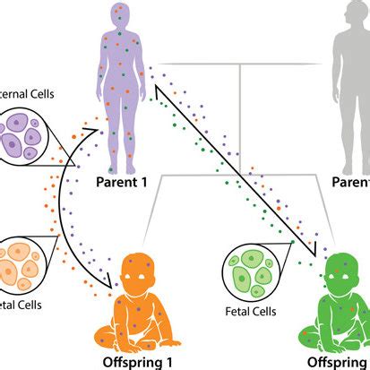 Mother-offspring tug-of-war. Cooperation and conflict theory can... | Download Scientific Diagram