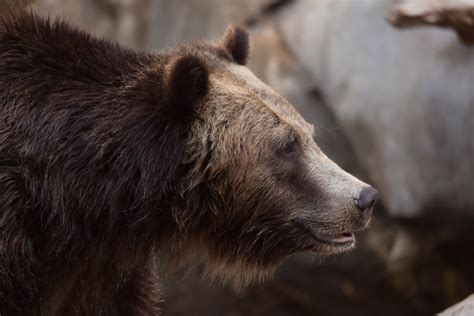 grizzly bear @ san diego zoo | David Wang | Flickr