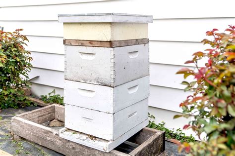 Free Beehive Plans for Your Own Backyard