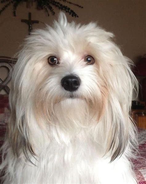 Havanese – Intelligent and Funny | Havanese dogs, Havanese, Havanese haircuts