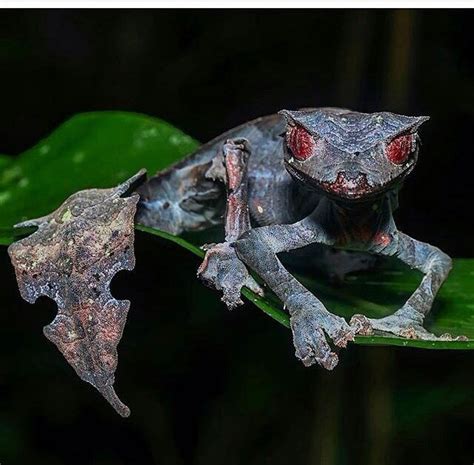 The satanic leaf tailed gecko🌹 | Satanic leaf tailed gecko, Cute reptiles, Rare animals