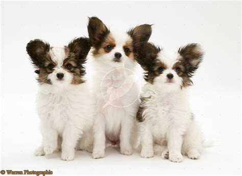 Cute Puppy Dogs: Papillon puppies