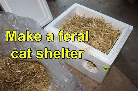 Make a feral cat shelter from a styrofoam cooler filled with straw (TNR;... | Cat shelter, Feral ...