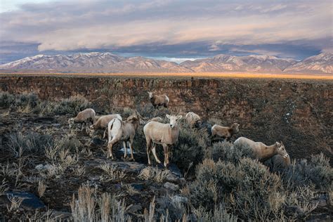 Bighorn Sheep at the Rio Grande Gorge at Sunset.#WILDLIFE #PHOTOGRAPHY #COLORS OF NATURE # ...