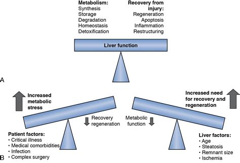 Liver regeneration: Mechanisms and clinical relevance - Clinical Tree