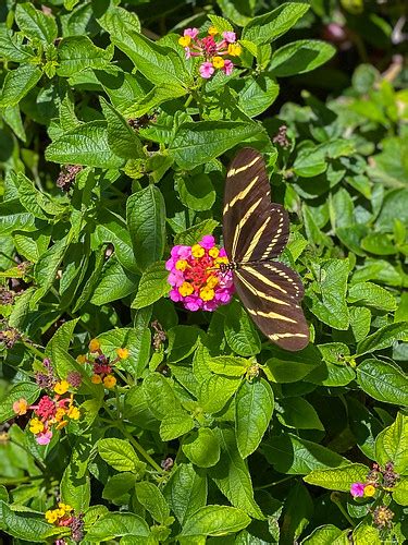 Zebra longwing butterfly | Zebra longwing butterfly via iPho… | Flickr