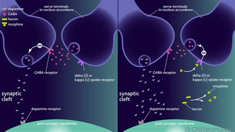 Kappa Receptor - The Physiological Mechanisms of Opioid Receptors