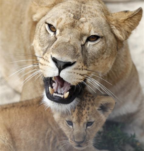 2 rare Barbary lion cubs born in Czech zoo