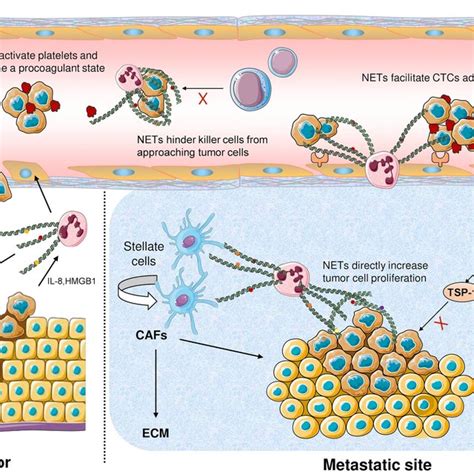 NETs promote tumor growth and distant metastasis. In primary tumor, the ...