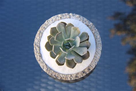 Succulent Bowl: How to Make a Succulent Terrarium - Home for the Harvest