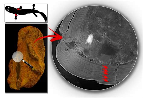 High-Resolution Synchrotron X- [IMAGE] | EurekAlert! Science News Releases