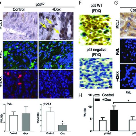 ENO1 interacts with MCL1 and promote its nuclear translocation under... | Download Scientific ...