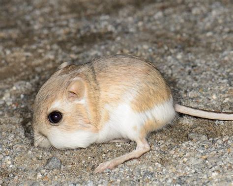 Desert Kangaroo Rat - Facts, Diet, Habitat & Pictures on Animalia.bio ...