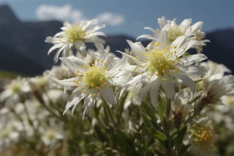 Edelweiss Flower Meaning, Symbolism & Spiritual Significance - Foliage Friend - Learn About ...